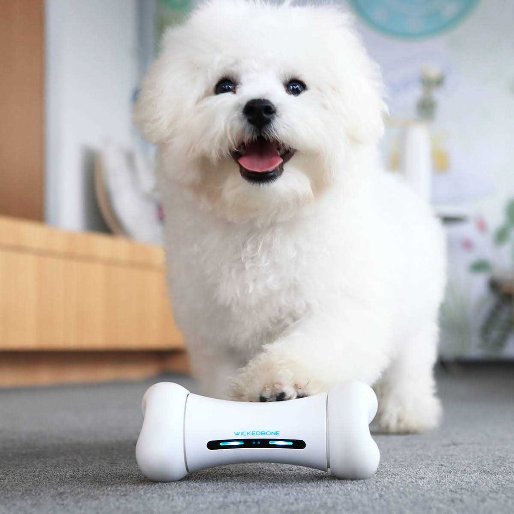 Automatic Interactive Dog Toys K300761
