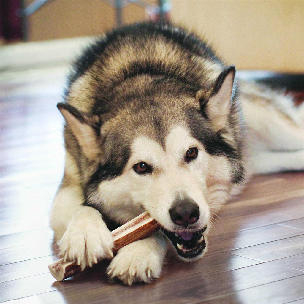 Whole Wild Elk Antler G283783