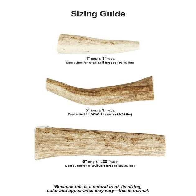 Whole Wild Elk Antler G283783