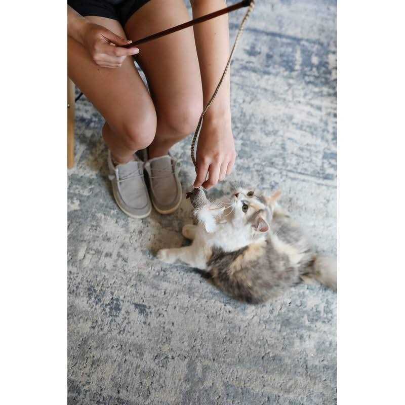 Cat Toy S453