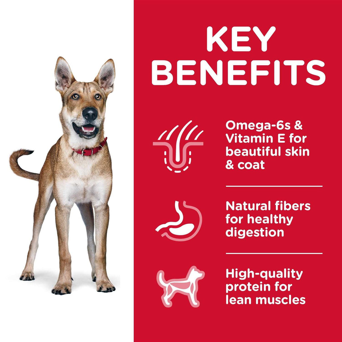 Adult Chicken & Barley Dry Dog Food F925