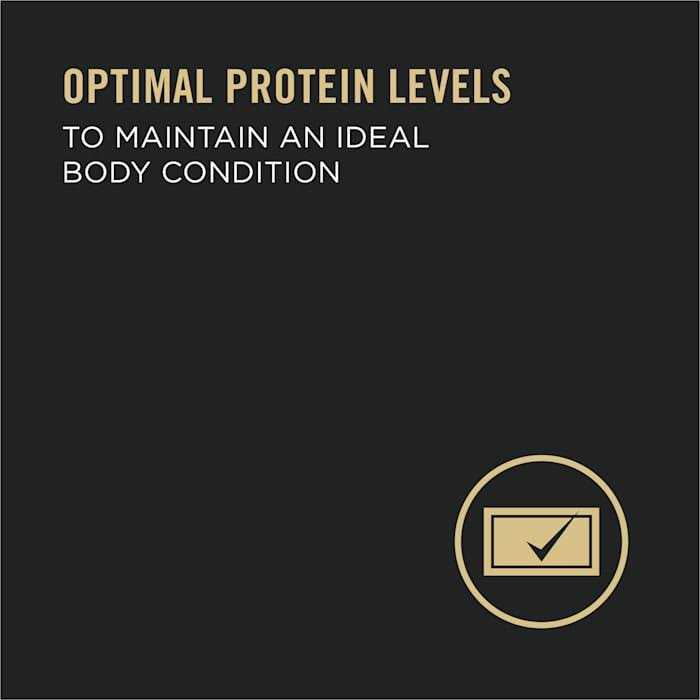 High Protein Wet Dog Food J24729
