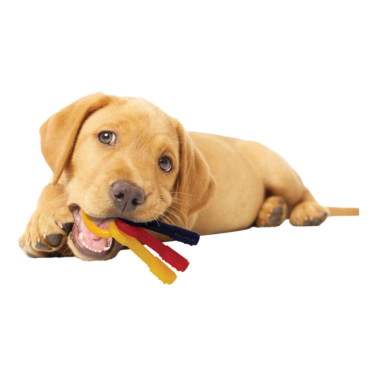 Puppy Chew Teething Keys O147