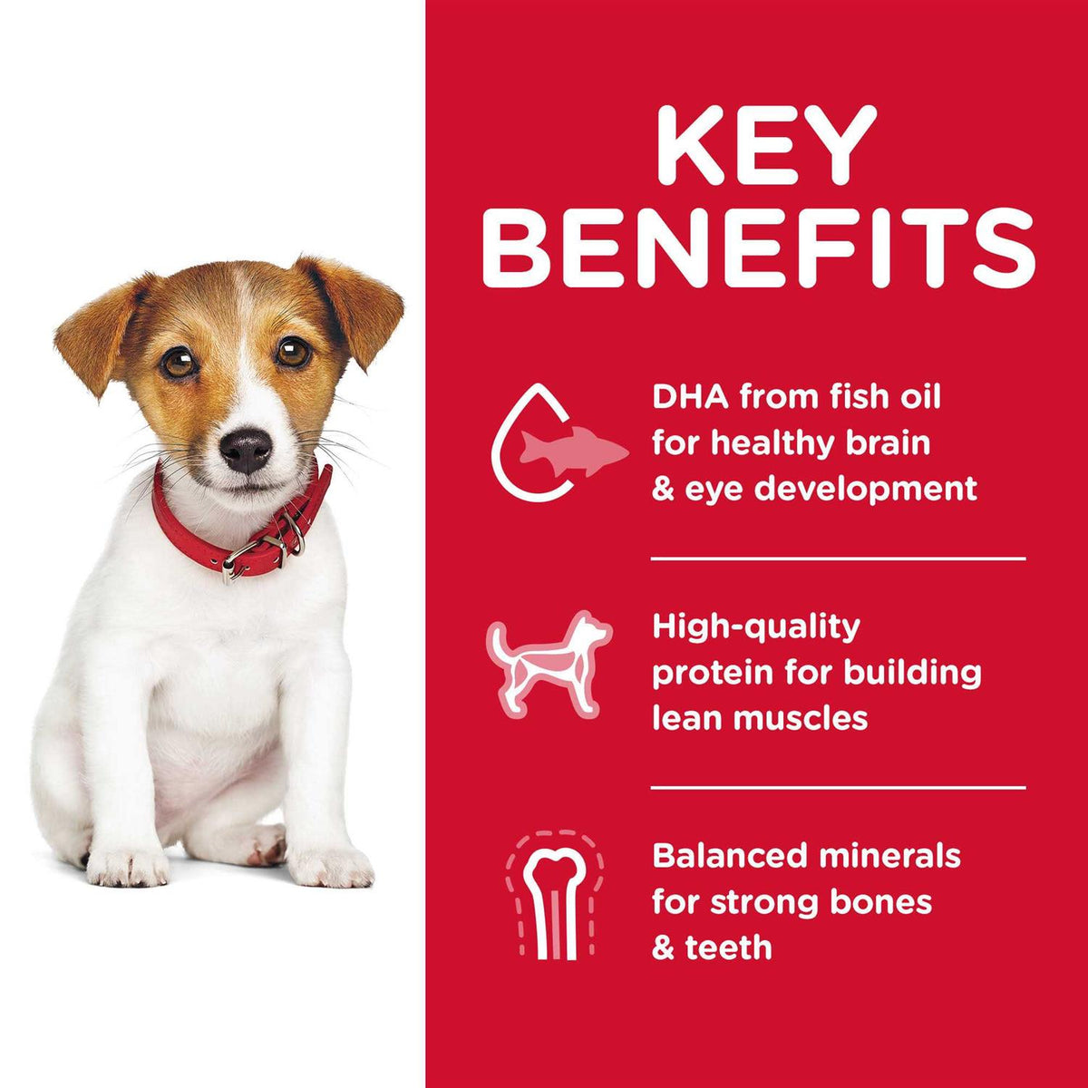 Dry Dog Food C5641