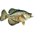 Freshwater Fish Mount Replica Crappie J9581