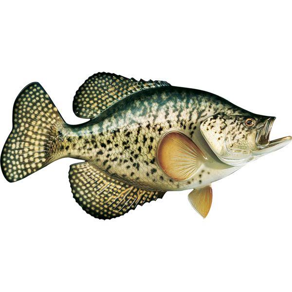 Freshwater Fish Mount Replica Crappie J9581