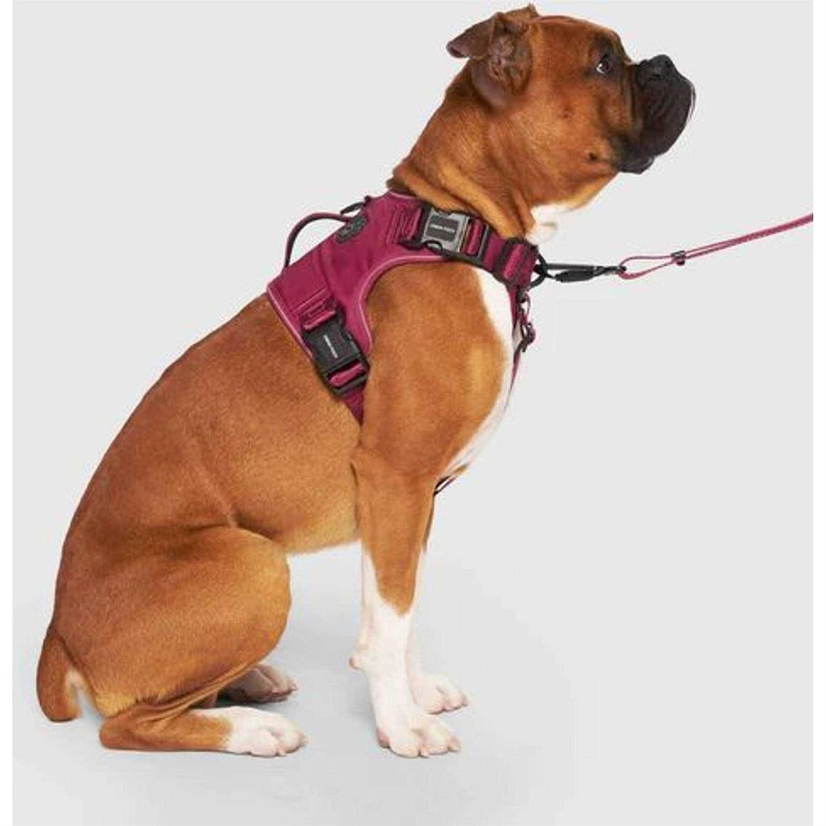 Complete Control Dog Harness N323340