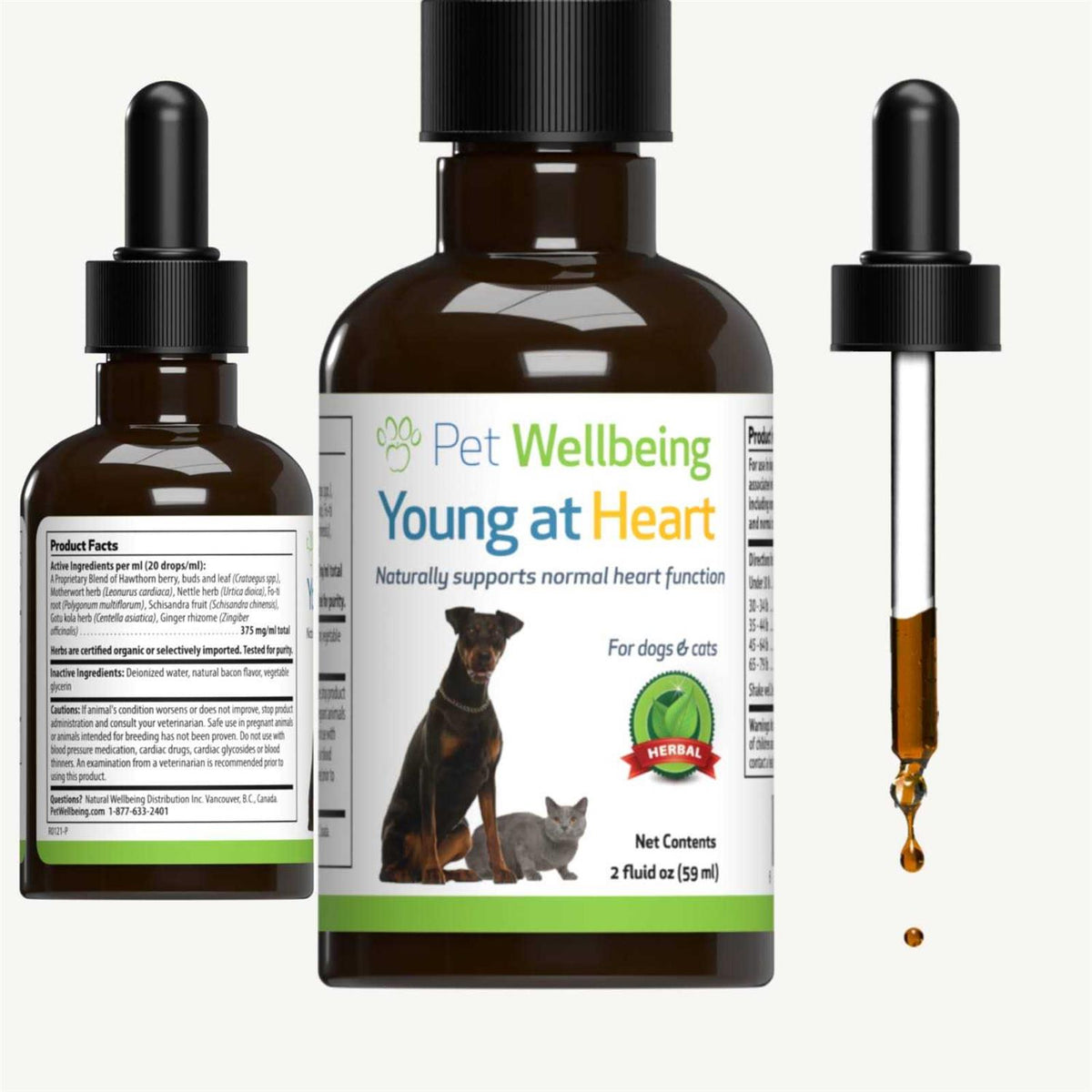 Young at Heart for Cats H113