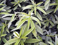25 lbs Raw Hemp Seed P15221