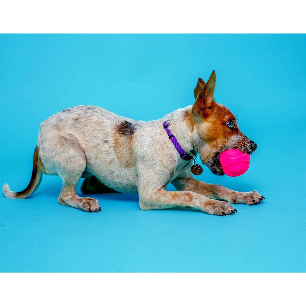 Squeaky Latex Dog Toy P44568