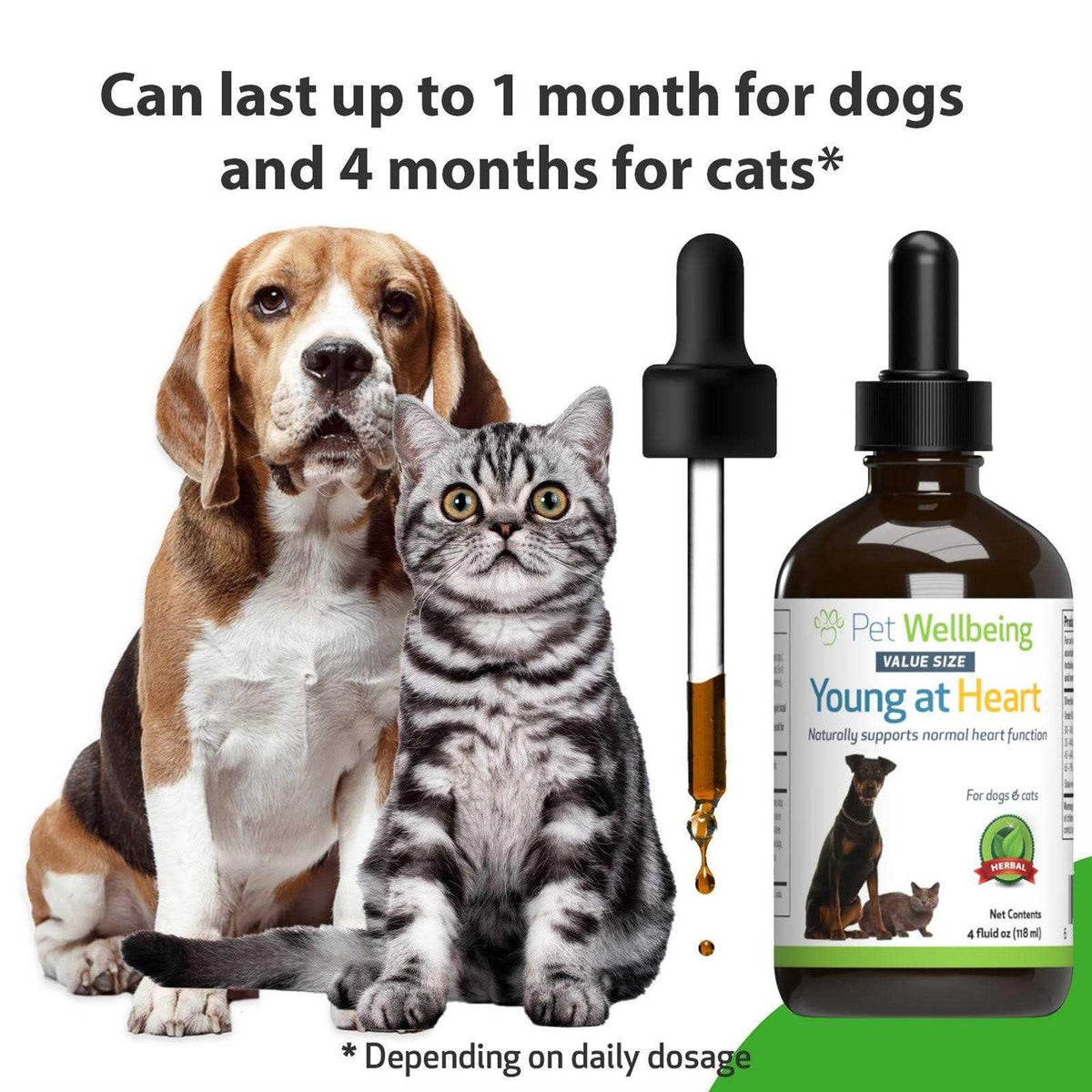 Young at Heart for Cats H113
