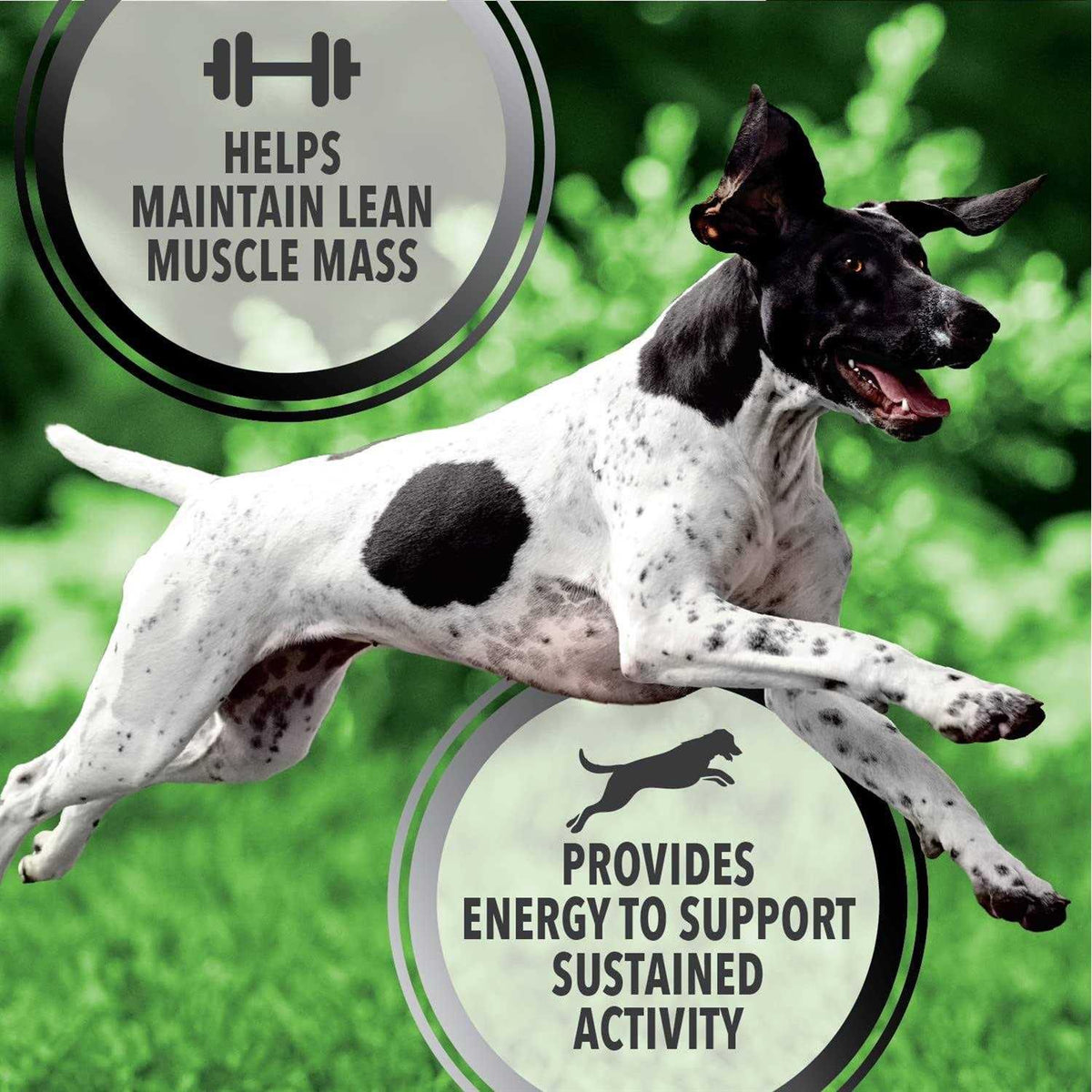 Chicken Turkey Dry Dog Food H447
