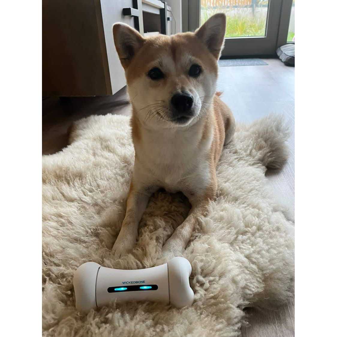 Automatic Interactive Dog Toys K300761