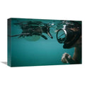 Galapagos Penguin Playing with Snorkeler Art Print W276