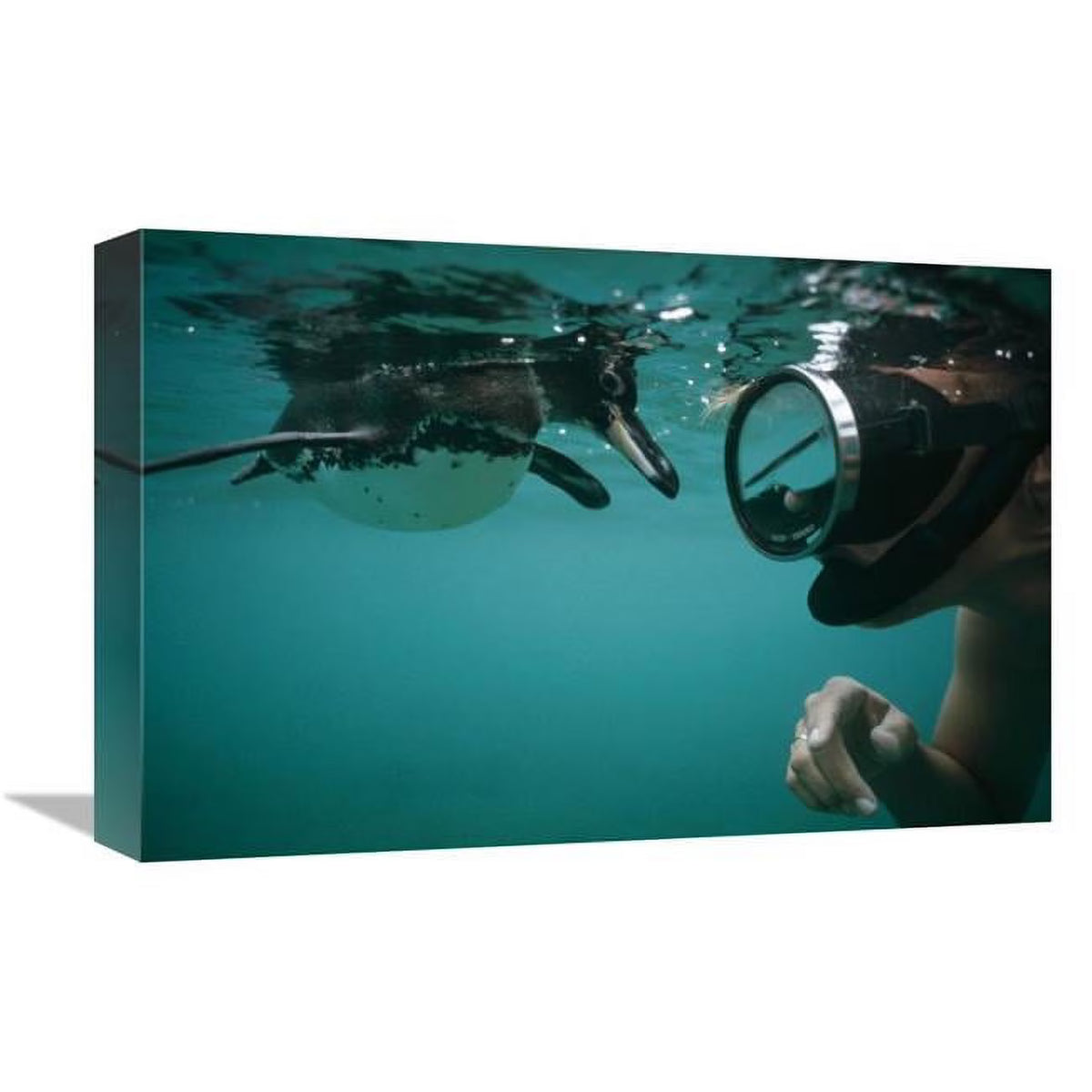 Galapagos Penguin Playing with Snorkeler Art Print W276