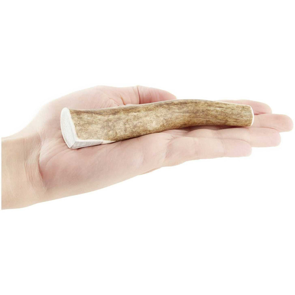 Whole Wild Elk Antler G283783