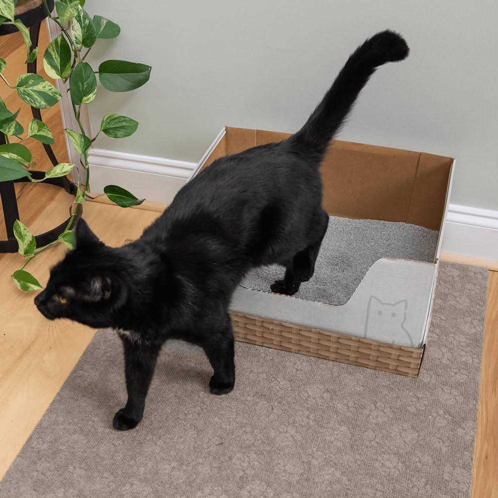 Recyclable Cat Litter Box with Clay Litter N87549