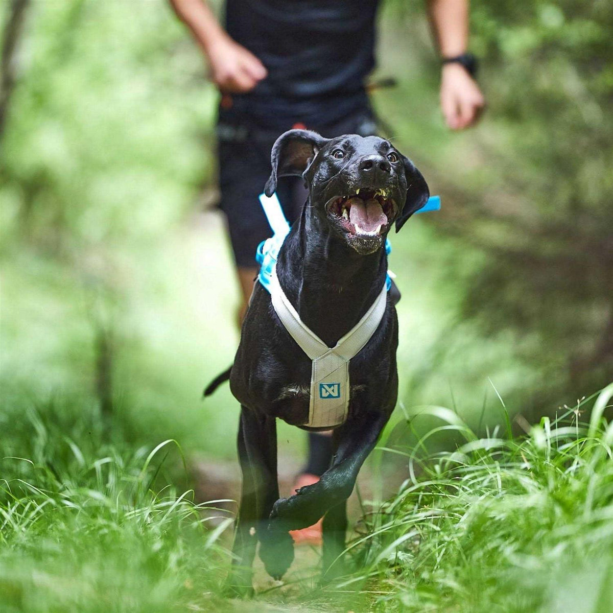 Dog Harness F41727